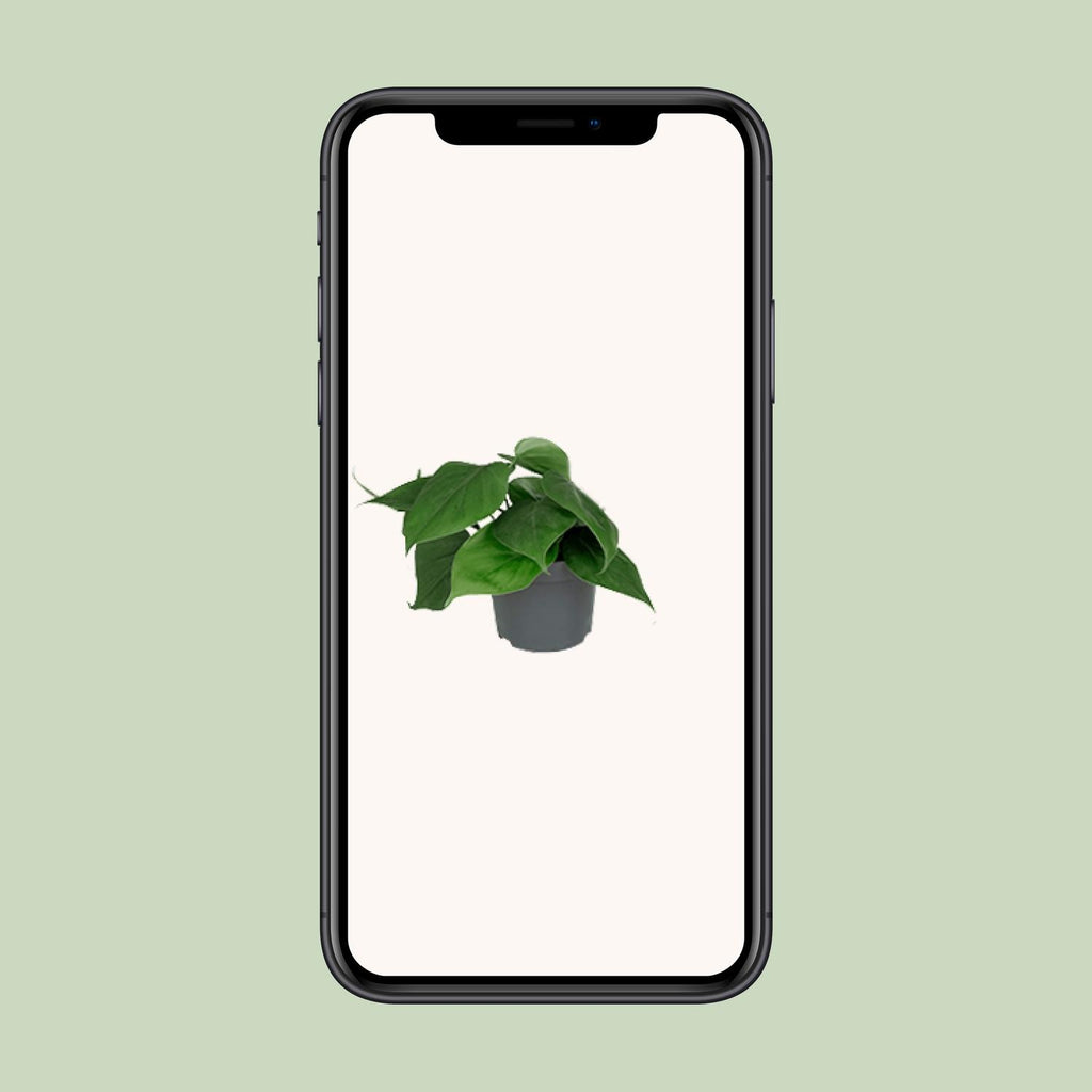 Philodendron scandens – Ø12 cm, 15 cm hoog