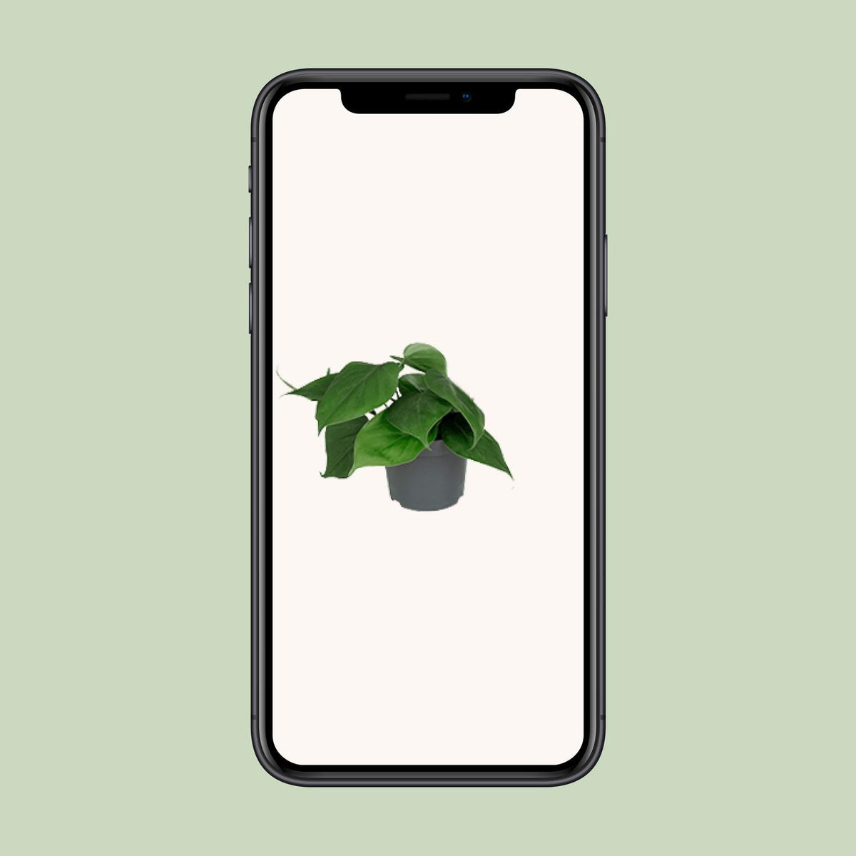 Philodendron scandens – Ø 12 cm, 15 cm hoch
