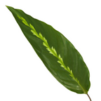 Calathea Maui Queen – Ø12 cm, 35 cm høj