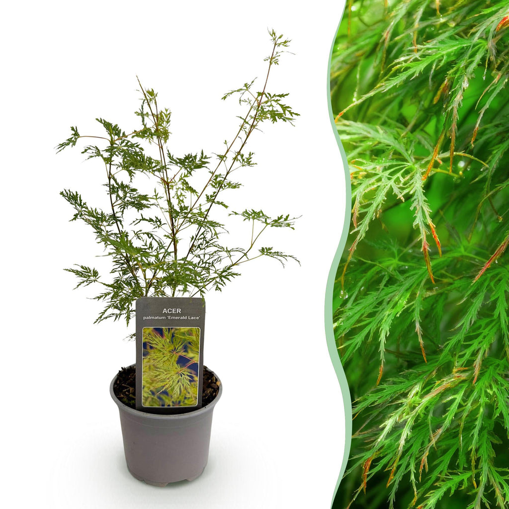 Acer palmatum 'Emerald Lace' (Japanse esdoorn) – Ø12 cm, 35 cm hoog