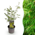 Acer palmatum 'Emerald Lace' (Japanse esdoorn) – Ø12 cm, 35 cm hoog