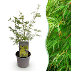 Acer palmatum 'Emerald Lace' (Japanse esdoorn) – Ø12 cm, 35 cm hoog