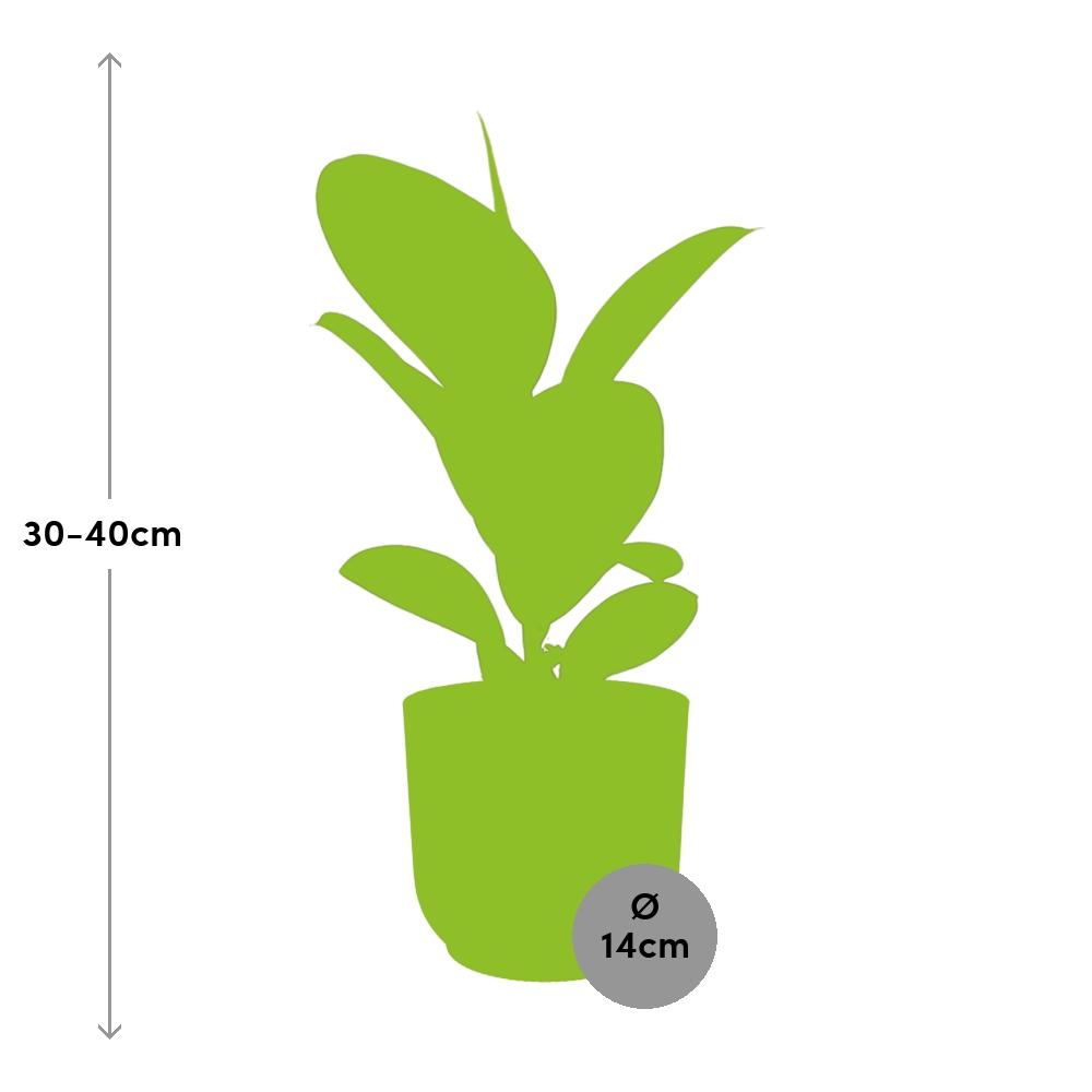 Ficus elastica ‘Robusta’ in ELHO Vibes Fold 14cm geel (rubberplant) – 35 cm hoog