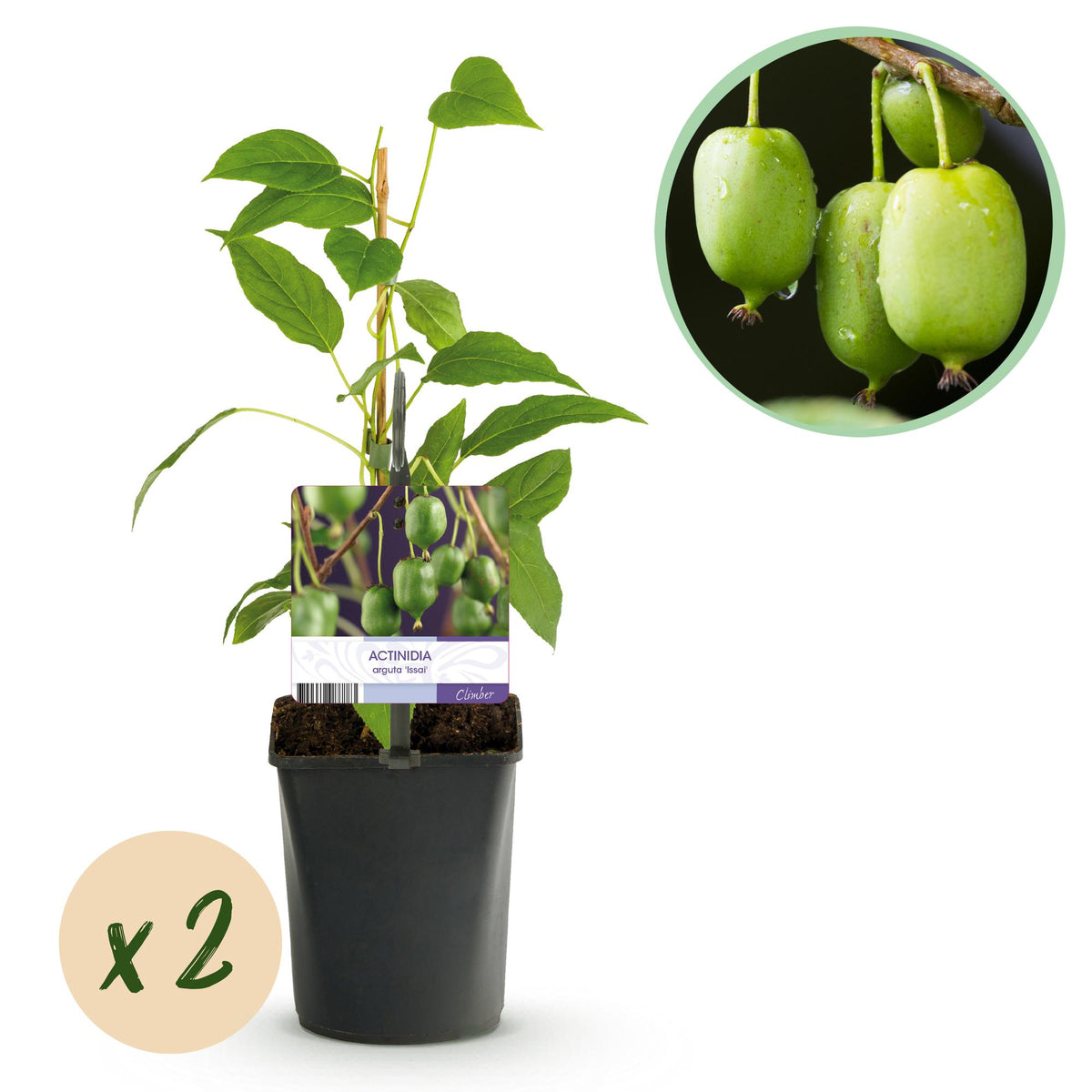 Actinidia arguta 'Issai' (groene vrucht) – 2 planten, Ø11 cm, 40 cm hoog