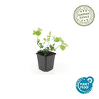 Vinca major (Gewöhnlicher Efeutute) – 48 Pflanzen, Ø9 cm, 10–25 cm hoch