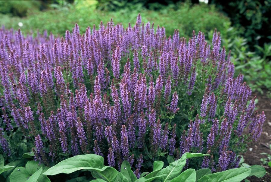 Salvia nemorosa 'Caradonna' (sauge) – 48 plants, Ø9 cm, 10–25 cm de haut – photo 6
