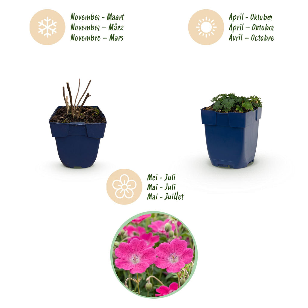 Géranium sanguineum 'Max Frei' (géranium vivace) – rose – 6 plantes, Ø11 cm, 15–25 cm de haut – photo 4