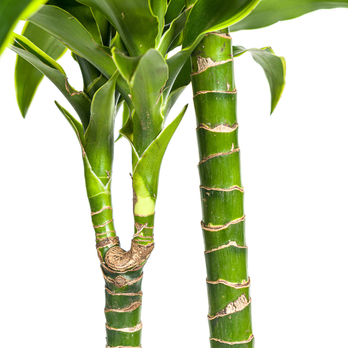 Dracaena Deremensis Dorado (drakenboom) – Ø24 cm, 120–140 cm hoog