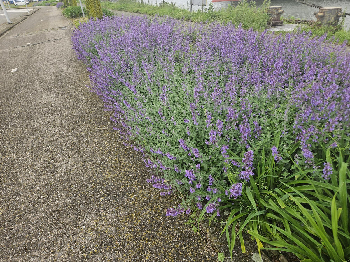 Nepeta ‘Walker’s Low’ (catmint) – 12 plants, Ø9 cm, 10–25 cm high – photo 7