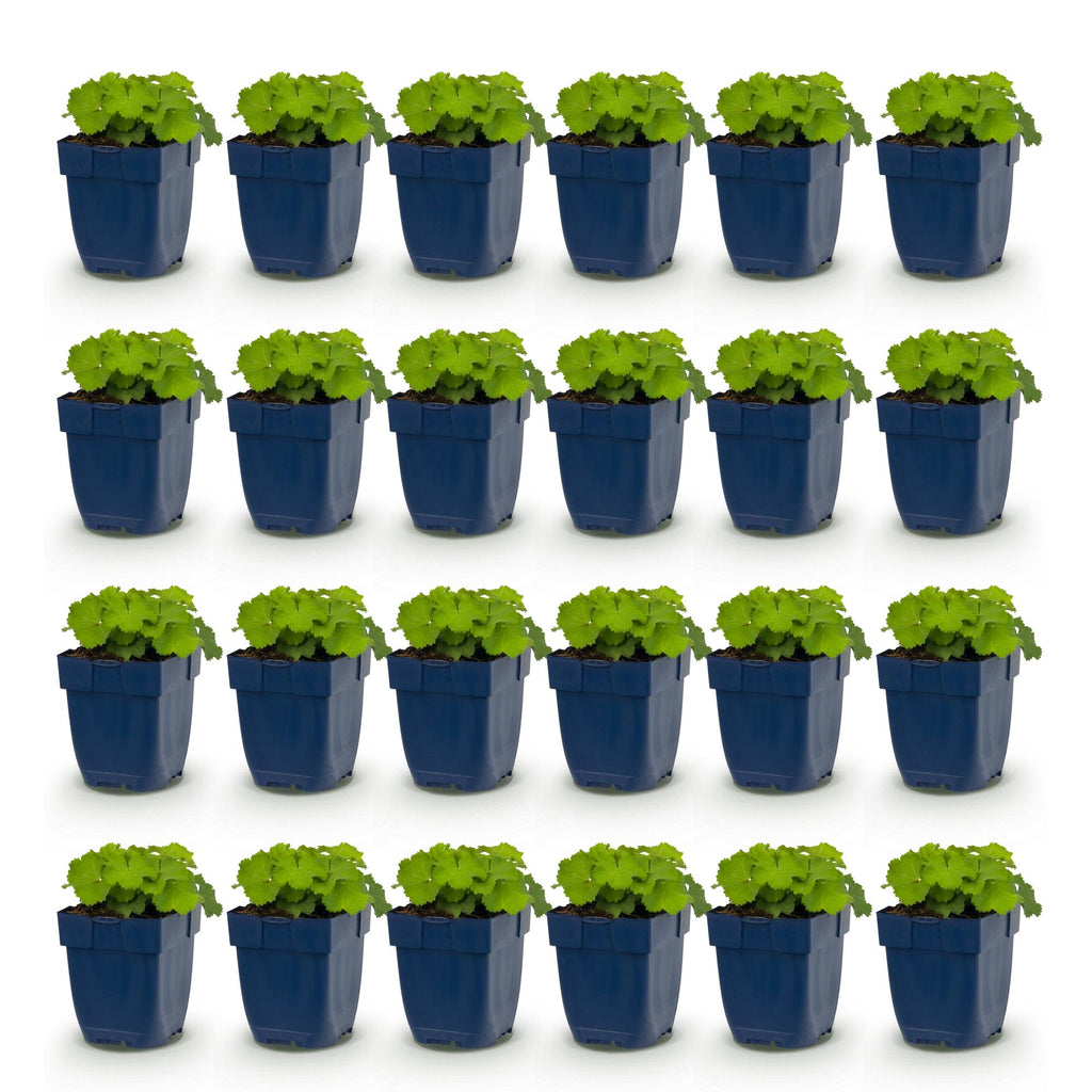 Alchemilla mollis (Frauenmantel) – gelb – 24 Pflanzen, Ø11 cm, 15–25 cm hoch – Bild 2