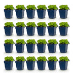 Alchemilla mollis (Frauenmantel) – gelb – 24 Pflanzen, Ø11 cm, 15–25 cm hoch