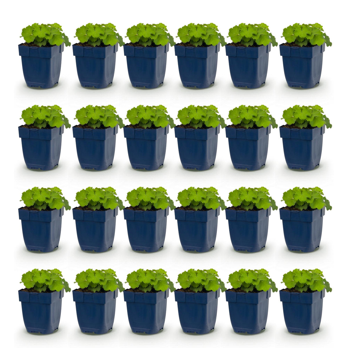 Alchemilla mollis (Frauenmantel) – gelb – 24 Pflanzen, Ø11 cm, 15–25 cm hoch – Bild 2