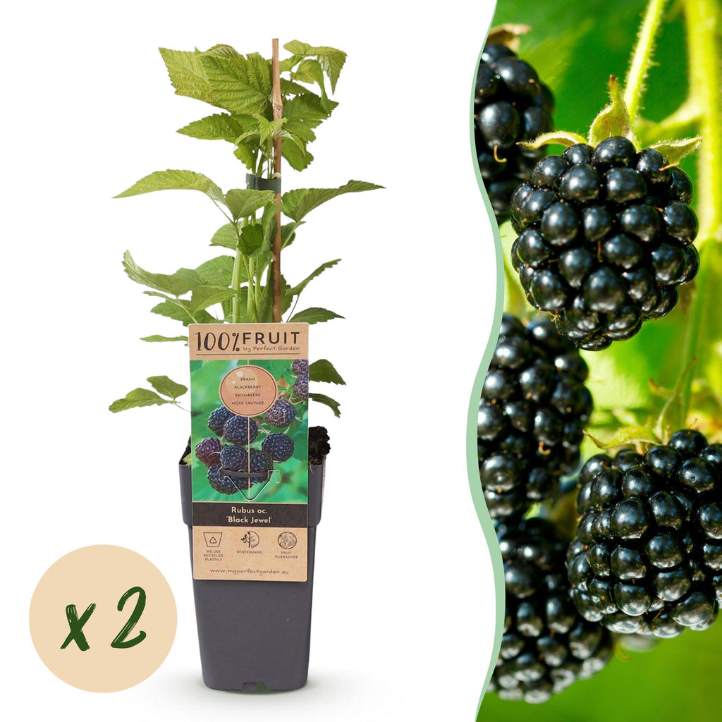 Rubus occidentalis 'Black Jewel' (bramenplant) – 2 planten, Ø15 cm, 50 cm hoog