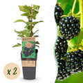 Rubus occidentalis 'Black Jewel' (bramenplant) – 2 planten, Ø15 cm, 50 cm hoog