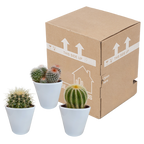 3× Mix de cactus globulaires (Cactaceae) en pot blanc – Ø10 cm, 16 cm de haut
