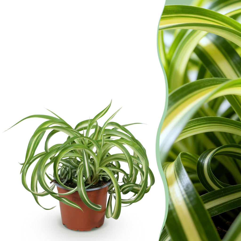 Chlorophytum comosum Bonnie (graslelie) – Ø12 cm, 20 cm hoog