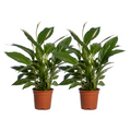 2× Spathiphyllum Vivaldi (fleur de lys) – Ø17 cm, 70 cm de haut