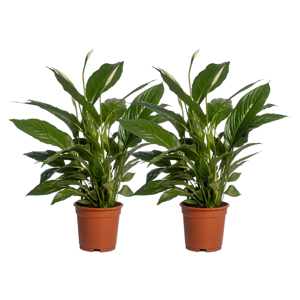 2× Spathiphyllum Vivaldi (fleur de lys) – Ø17 cm, 70 cm de haut