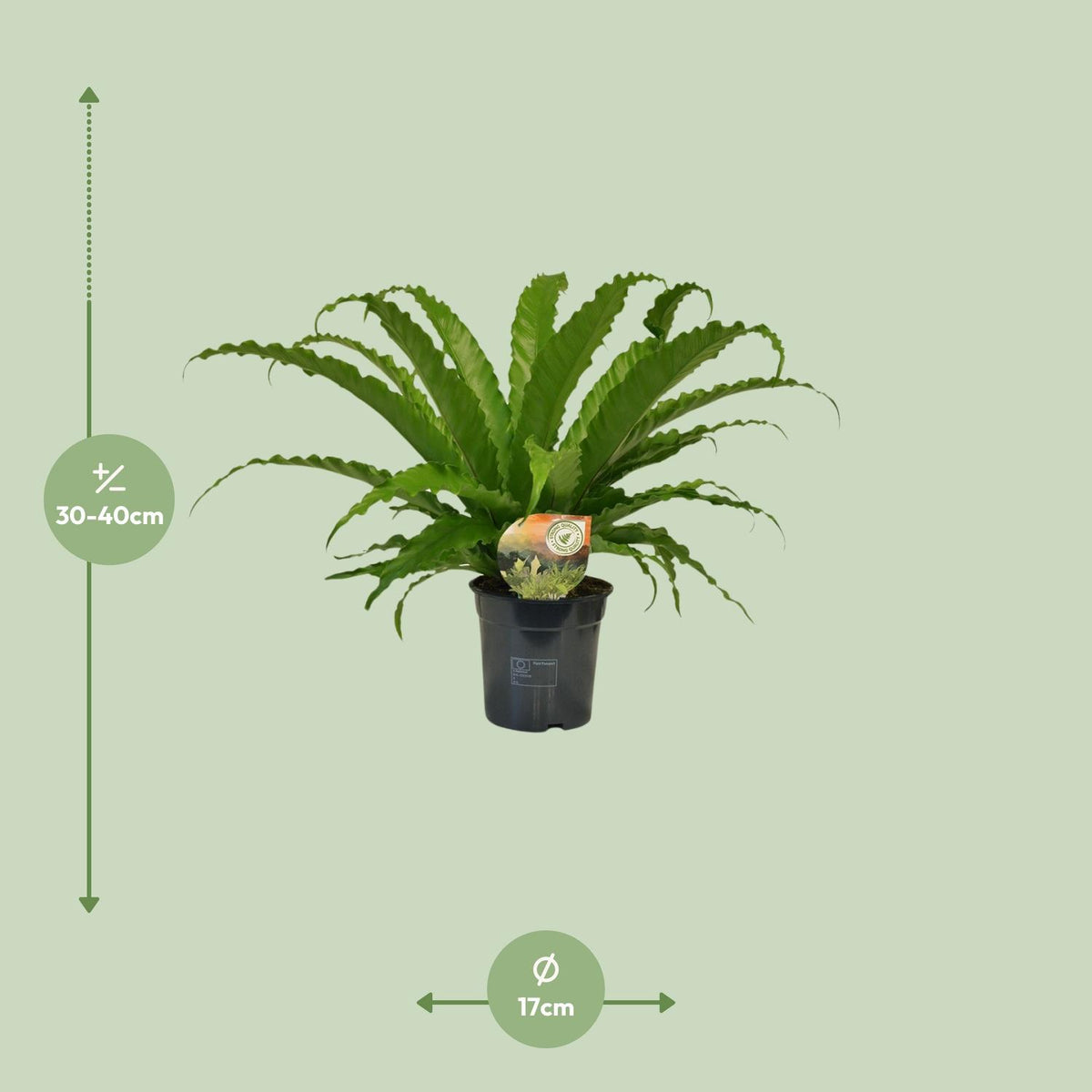 Asplenium Osaka (Vogelnestfarn) – Ø 17 cm, 40 cm hoch