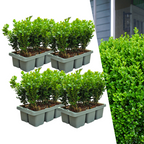 Buxus 'NewGen Freedom' – 24 plants, Ø7 cm, 15 cm high