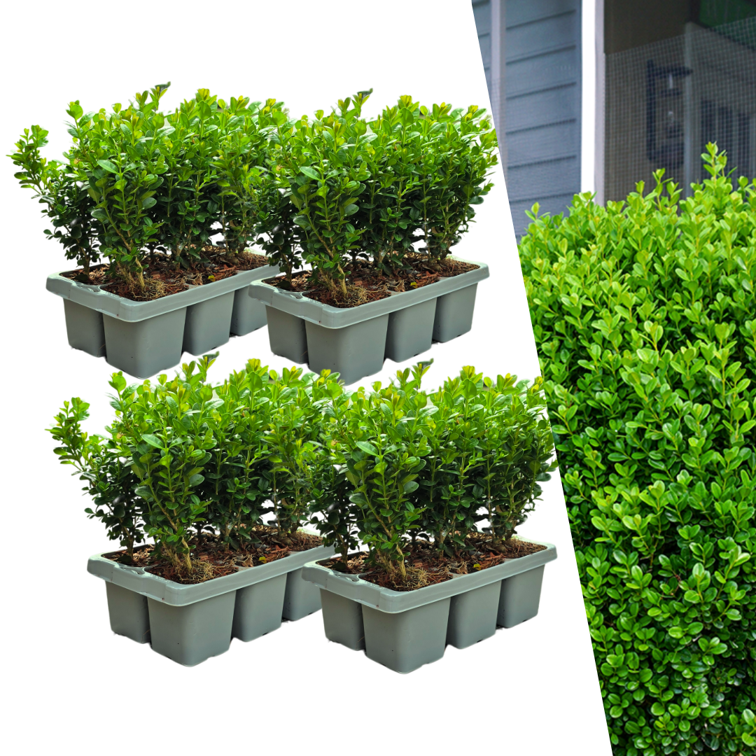Buxus 'NewGen Freedom' – 24 Pflanzen, Ø7 cm, 15 cm hoch