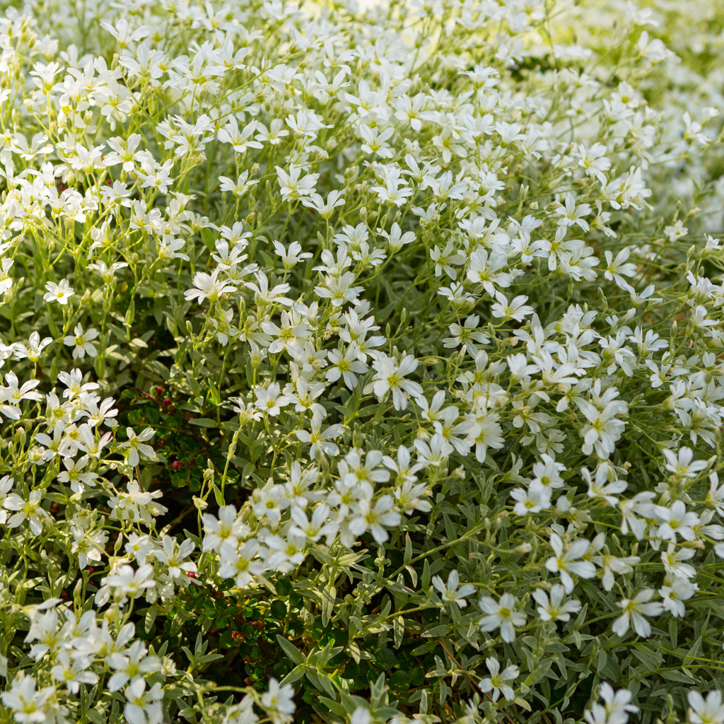 Cerastium tomentosum (Behaarte Schafgarbe) – 48 Pflanzen, Ø9 cm, 10–25 cm hoch – Bild 8
