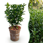 Euonymus japonica 'Green Spire' (osmanthus du Japon) – 24 plants, Ø9 cm, 20–25 cm de haut