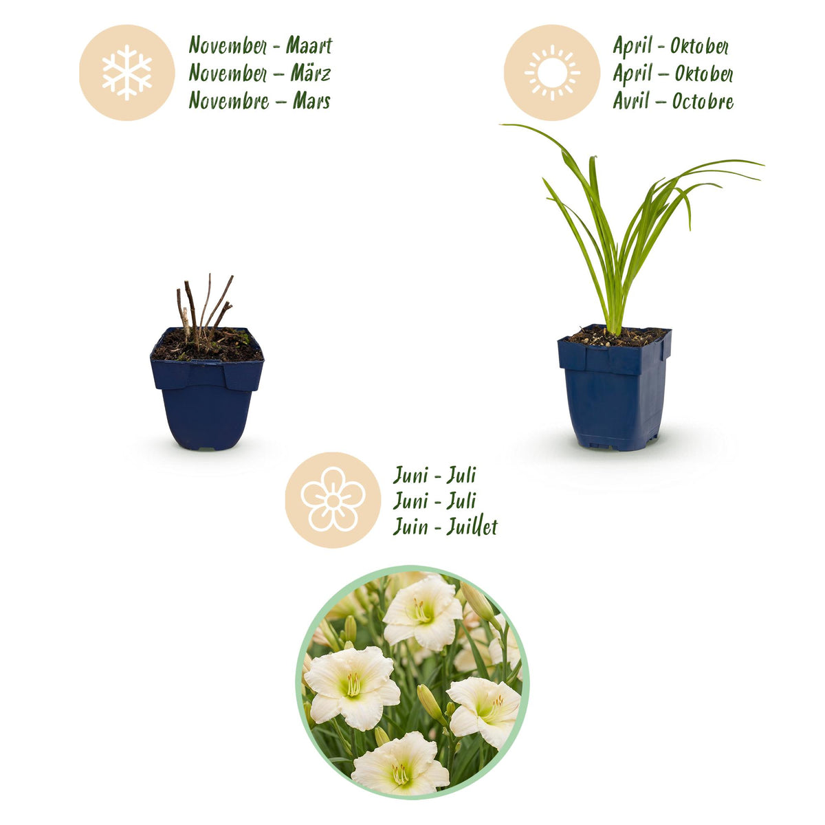 Hemerocallis 'Arctic Snow' (Taglilie) – Creme – 6 Pflanzen, Ø 11 cm, 15–25 cm hoch