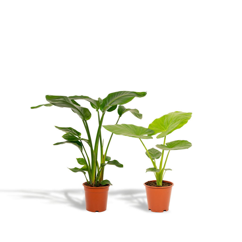 Strelitzia nicolai (hvid paradisfugleblomst) – Ø19 cm, 85 cm høj