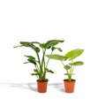Strelitzia nicolai (hvid paradisfugleblomst) – Ø19 cm, 85 cm høj