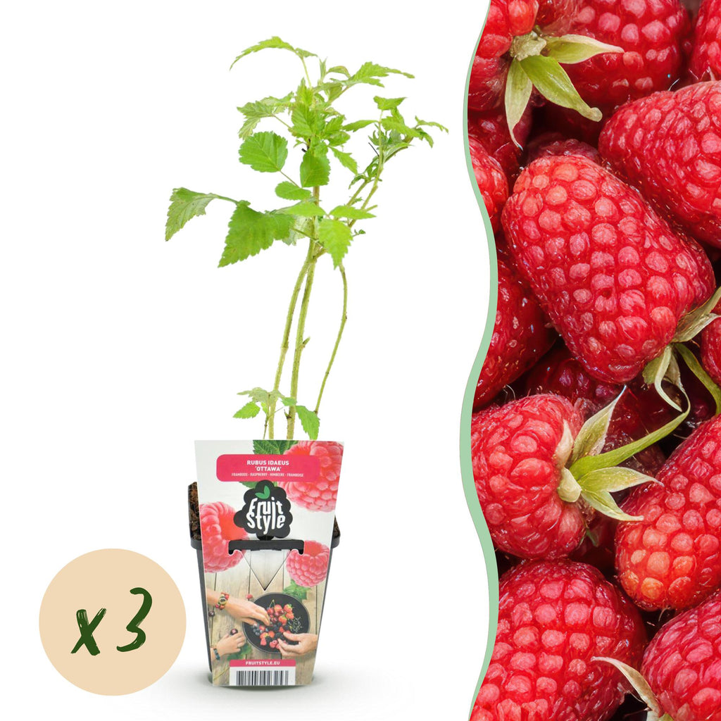 Rubus idaeus 'Heritage' (hindbær) – 3 planter, Ø9 cm, 35 cm høje