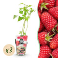 Rubus idaeus 'Heritage' (hindbær) – 3 planter, Ø9 cm, 35 cm høje