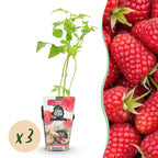 Rubus idaeus 'Heritage' (hindbær) – 3 planter, Ø9 cm, 35 cm høje