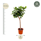 Ficus lyrata arbre XXXL (ficus lyre) – Ø40 cm, 230 cm de haut