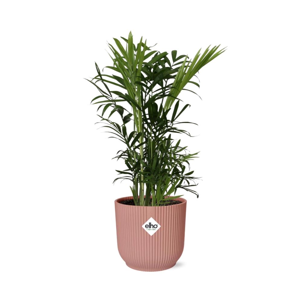 Chamaedorea elegans in ELHO Vibes Fold 14cm rosa (Bergpalme) – 40 cm hoch – Bild 2
