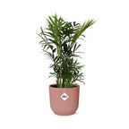 Chamaedorea elegans in ELHO Vibes Fold 14cm rosa (Bergpalme) – 40 cm hoch