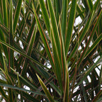 Dracaena marginata (Drachenbaum) – Ø 21 cm, 90–100 cm hoch