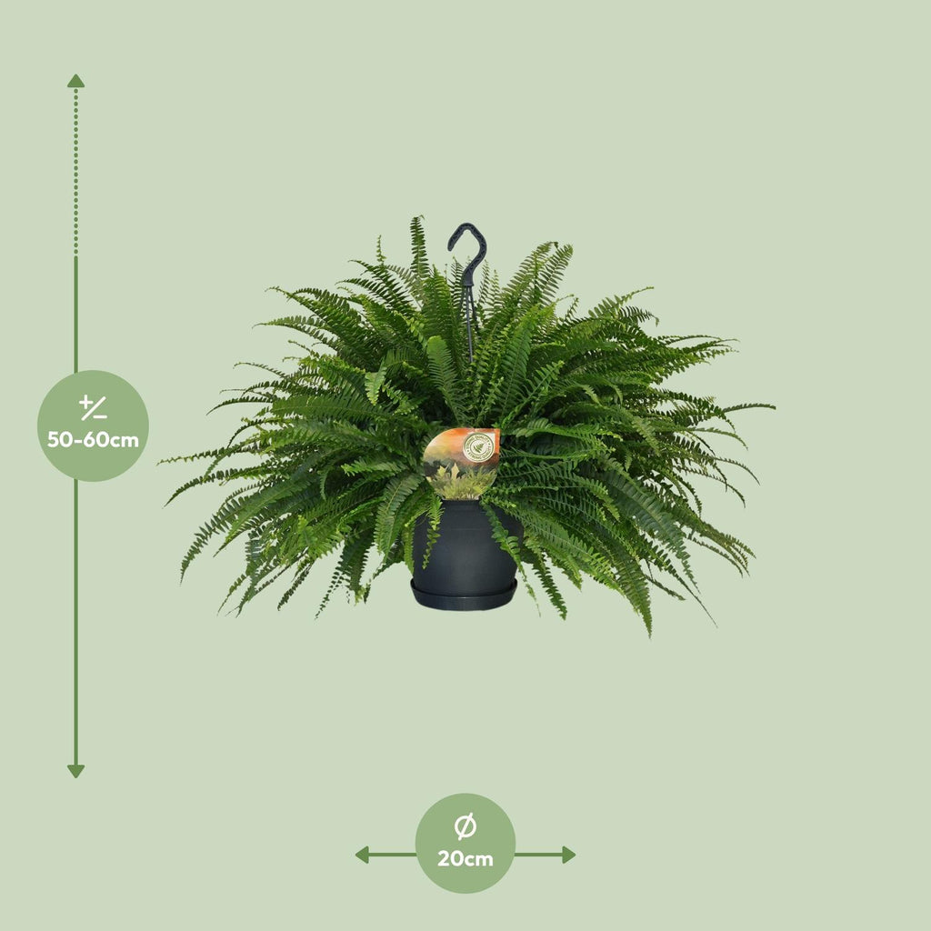 Nephrolepis Green Lady (sværdbregne) – Ø20 cm, 60 cm høj