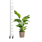 Strelitzia nicolai (witte paradijsvogelbloem) – Ø21 cm, 90–110 cm hoog