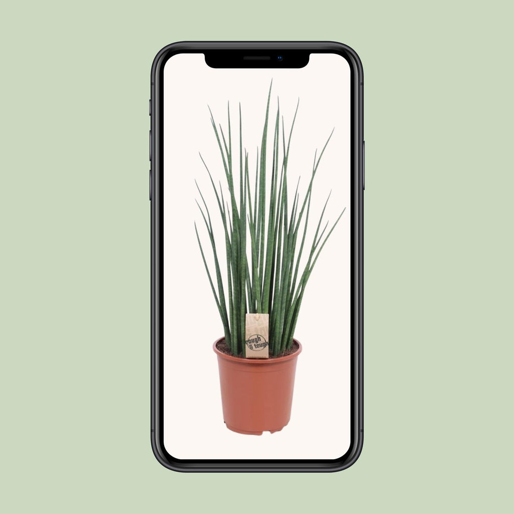 Sansevieria Mikado (svigermors tunge) – Ø19 cm, 70 cm høj
