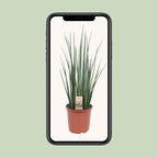 Sansevieria Mikado (svigermors tunge) – Ø19 cm, 70 cm høj