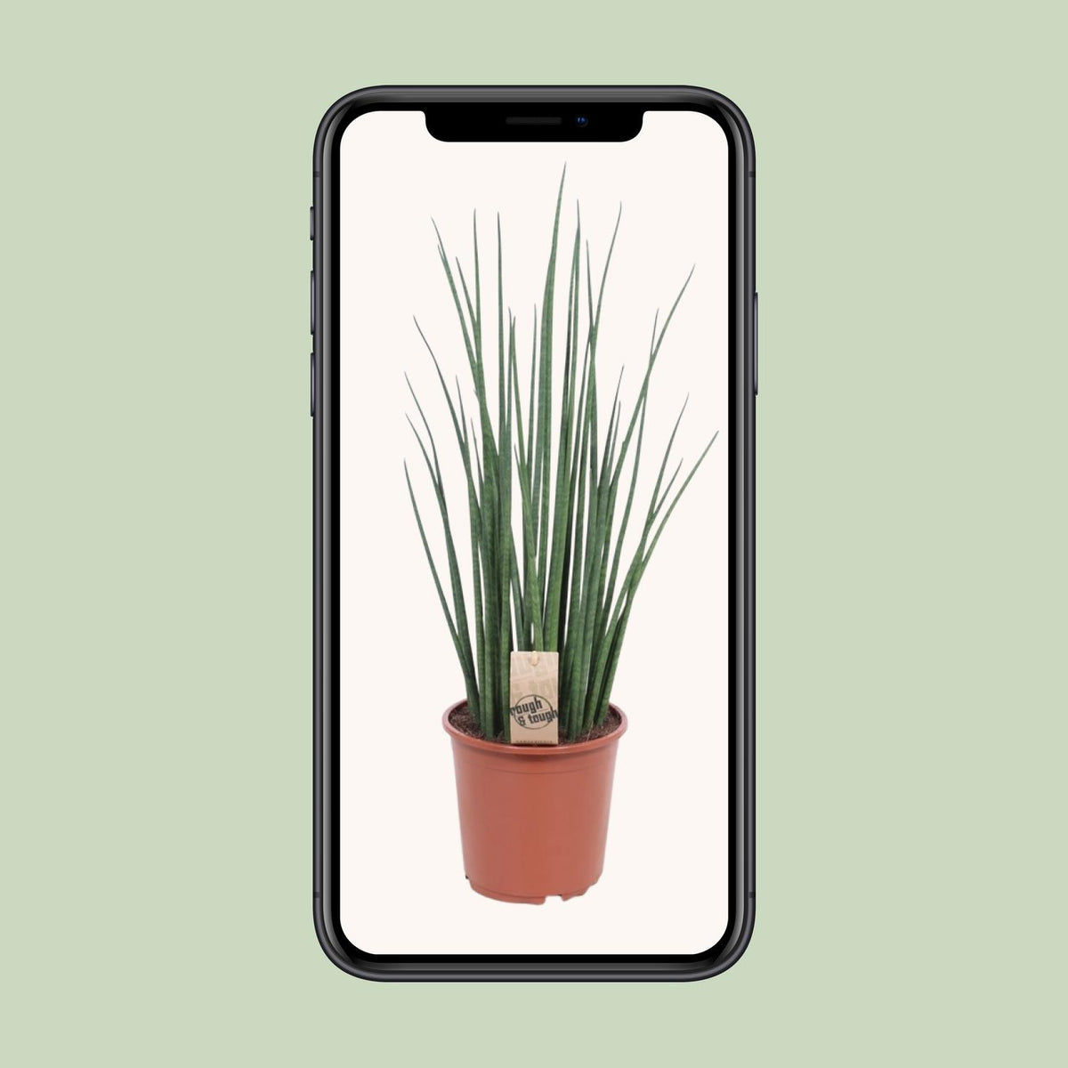 Sansevieria Mikado (svigermors tunge) – Ø19 cm, 70 cm høj