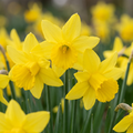 Narcisse 'February Gold' – 120 bulbes (calibre 10/12)