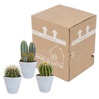 Mélange de cactus (Cactaceae) en pot blanc – Ø10 cm, 18 cm de haut