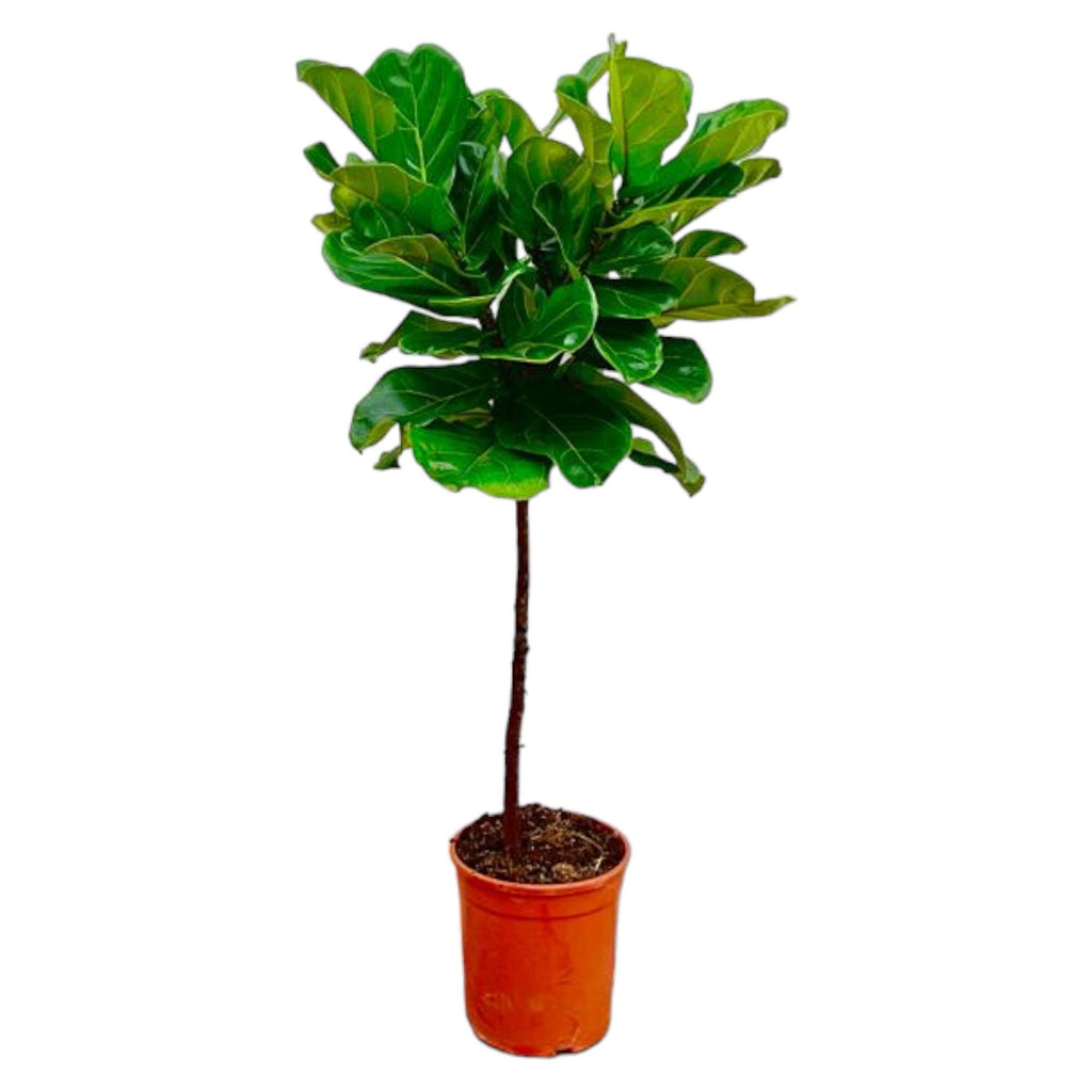 Ficus lyrata Stamm (Geigenfeigen) – Ø 24 cm, 130 cm hoch
