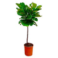 Ficus lyrata Stamm (Geigenfeigen) – Ø 24 cm, 130 cm hoch