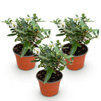 Buddleja davidii 'Butterfly Candy Little White' (vlinderstruik) – wit – 3 planten, Ø12 cm, 20–25 cm hoog