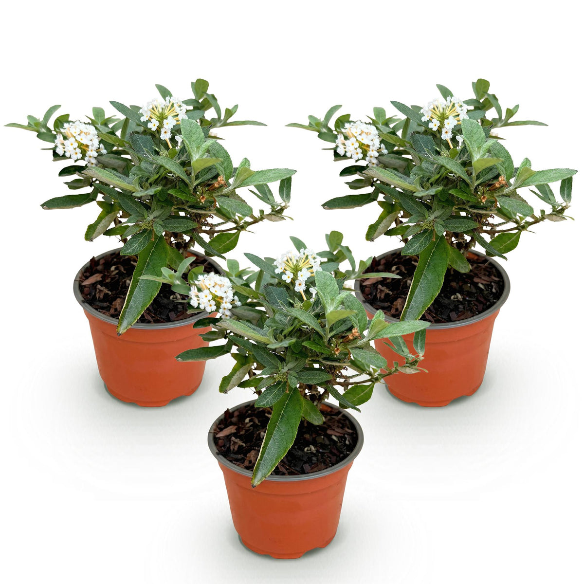 Buddleja davidii 'Butterfly Candy Little White' (vlinderstruik) – wit – 3 planten, Ø12 cm, 20–25 cm hoog