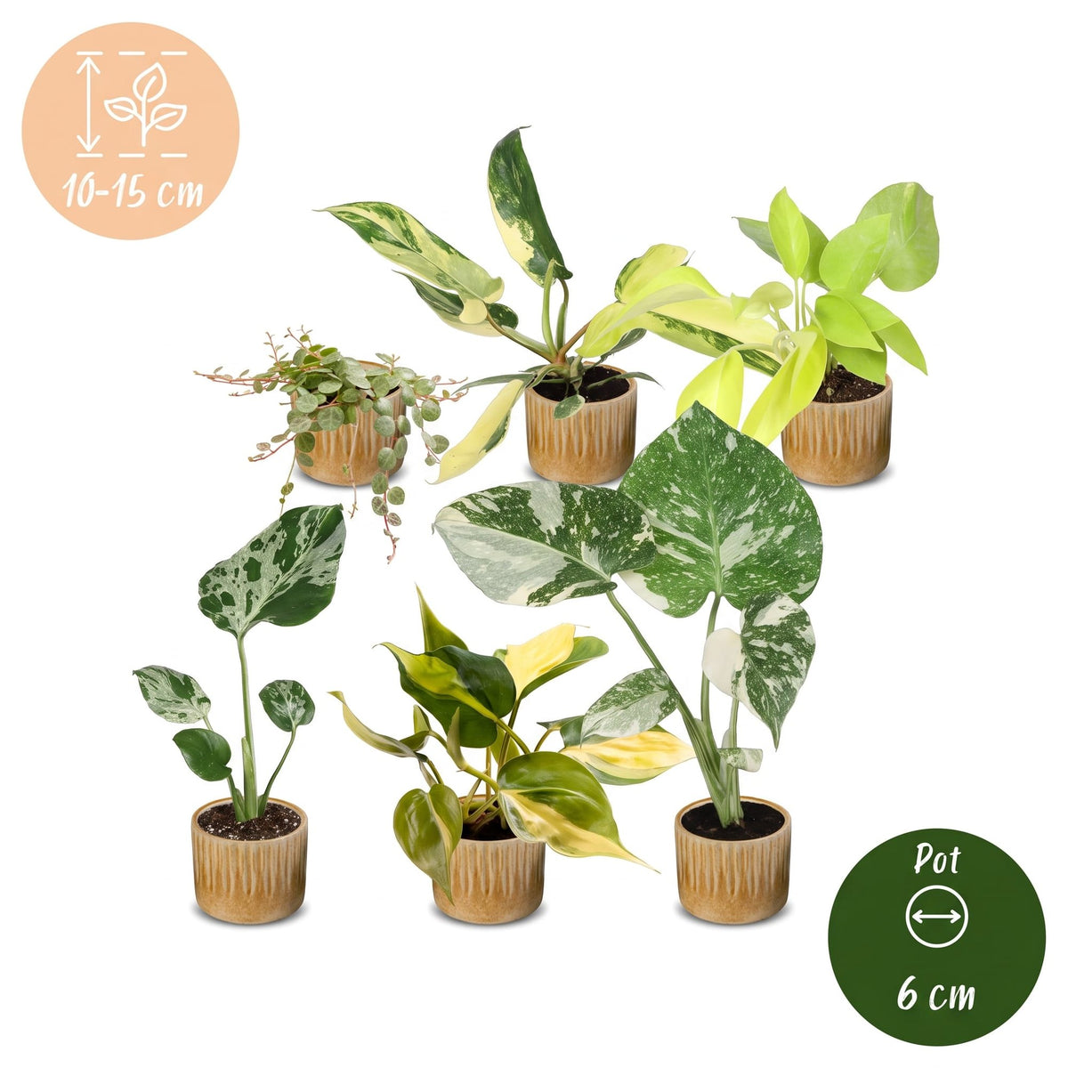 6× Babyplantjes Tropical Mix incl. Linnea Honey – Ø6 cm, 10–15 cm hoog