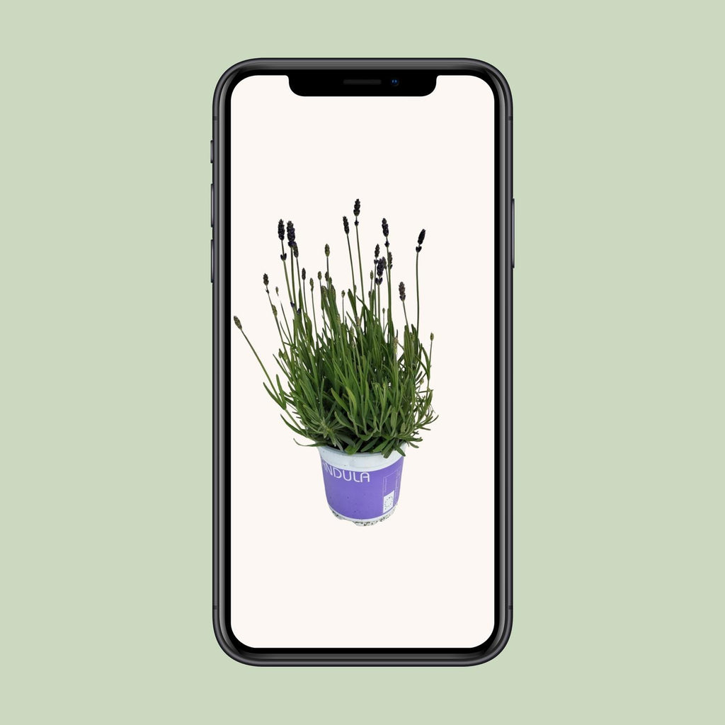 Lavendel Lavandula Hidcote Blue Blau – Ø12 cm, 20 cm hoch